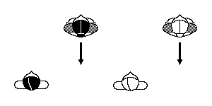 Cercle circassien : Recul&eacute; des femmes
